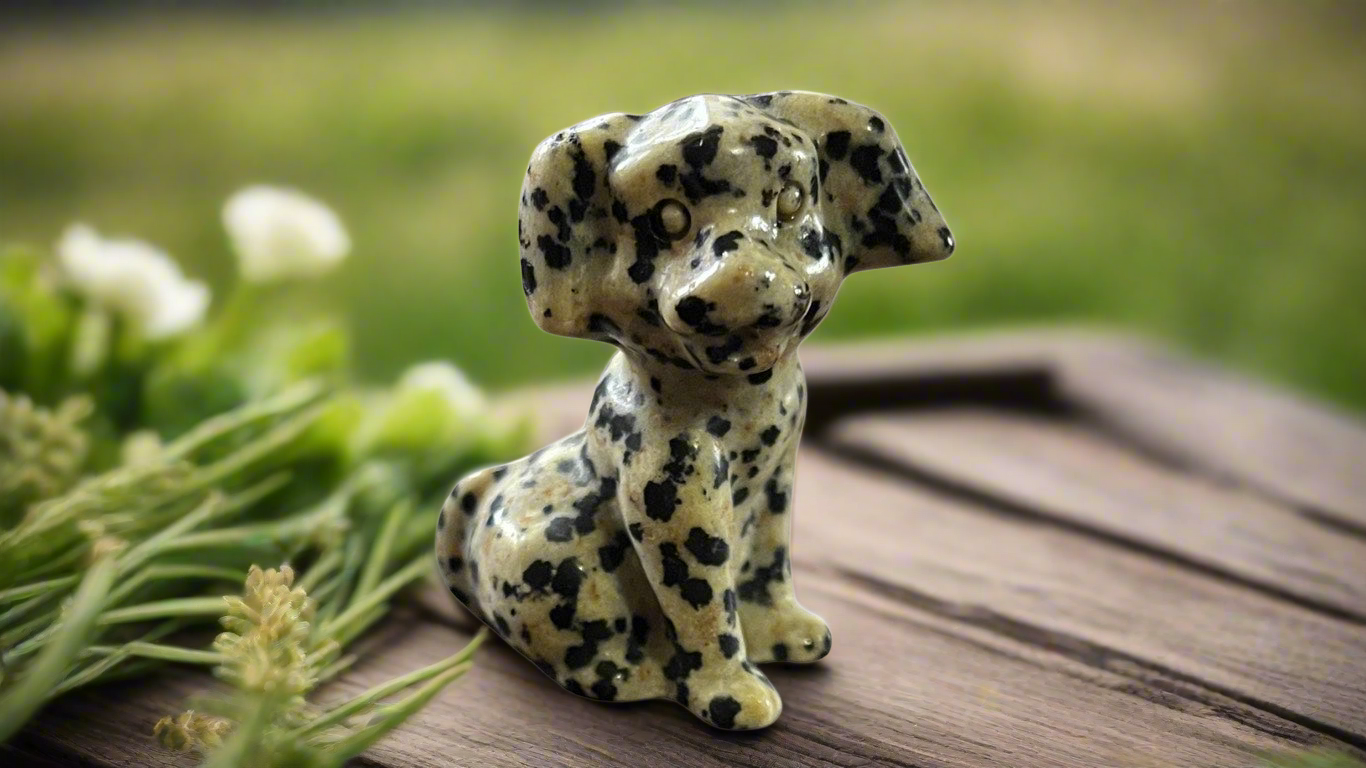 Dalmatian Jasper Dog