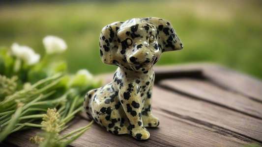 Dalmatian Jasper Dog